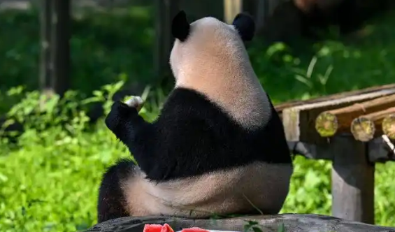 渝澳青少年共绘明信片 呼吁全球一起保护大熊猫 渝澳青少年共绘明信片 呼吁全球一起保护大熊猫