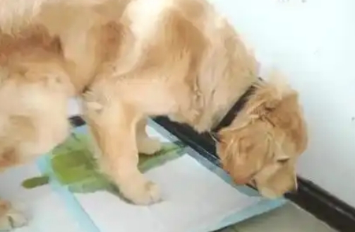 狗狗肾脏不好怎么调理