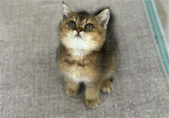 小奶猫的“饿不起”，猫妈妈的辛苦你懂了吗？