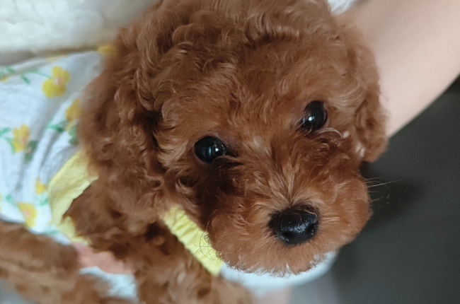 狗狗球菌怎么引起的