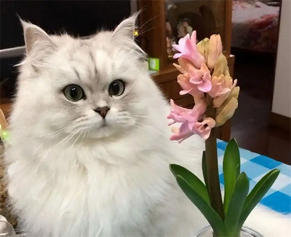 金吉拉猫颜值爆表,养它却让人头疼?真相太扎心 金吉拉猫颜值爆表,养它却让人头疼?真相太扎心