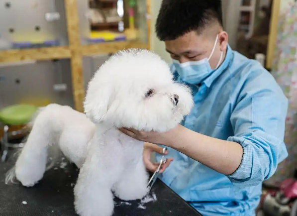 揭秘2025年英国宠物消费热潮:食品和护理需求激增背后的故事 揭秘2025年英国宠物消费热潮:食品和护理需求激增背后的故事