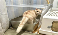 猫咪猫砂盆有异味,如何保持清洁卫生