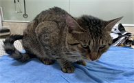 猫炸毛弓背低吼