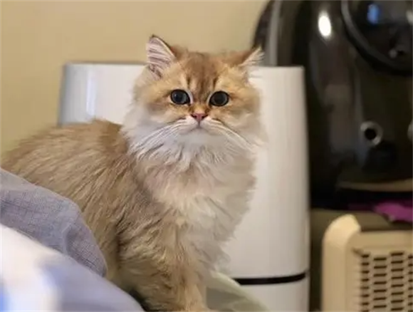 详解，金吉拉猫眼睛分泌物多怎么办？