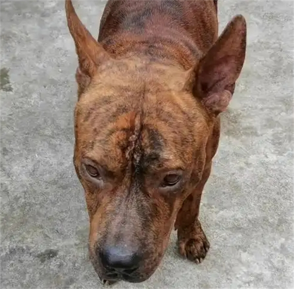 虎斑犬的优点和缺点有哪些?这篇文章给你答案 虎斑犬的优点和缺点有哪些?这篇文章给你答案