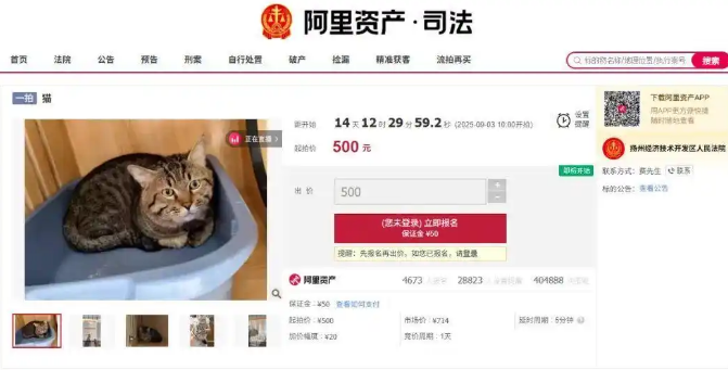 主人欠钱狸猫被法拍,起拍价500元,引超4000人竞拍!