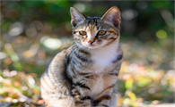 猫感染伪狂犬病严重吗