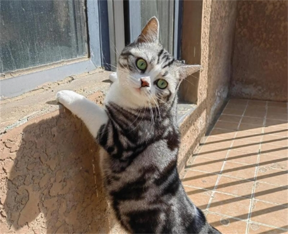 宠物猫指甲剪出血了怎么办 宠物猫指甲剪出血了怎么办