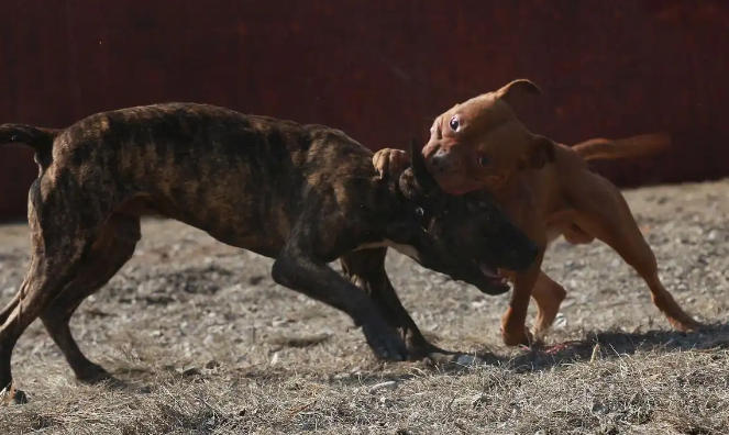 养惠比特犬的十大“隐秘”坏处，你真的准备好了吗？