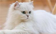 猫应激后出现过度舔毛怎么干预
