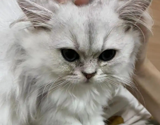 刚买不久的猫检出猫瘟换猫后仍不满意，宠物店：只换不退