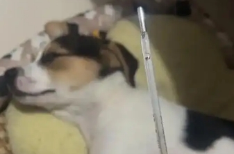 狗狗发热的症状表现