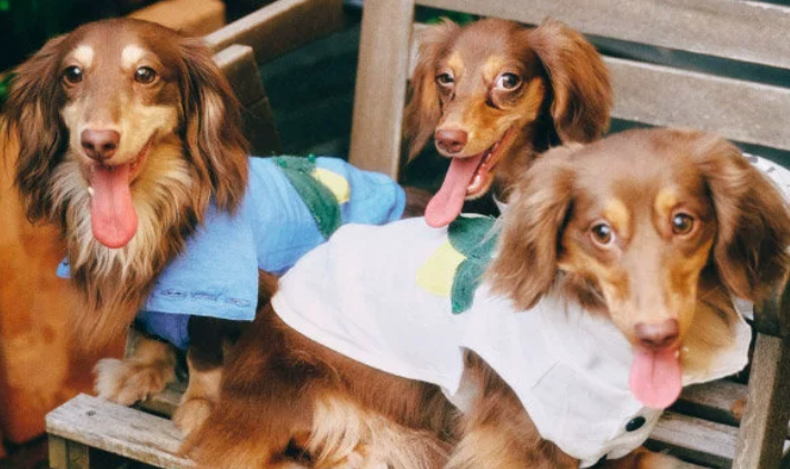 DOG ON THE MOON柠檬贴布绣背心,清爽与可爱双在线 DOG ON THE MOON柠檬贴布绣背心,清爽与可爱双在线