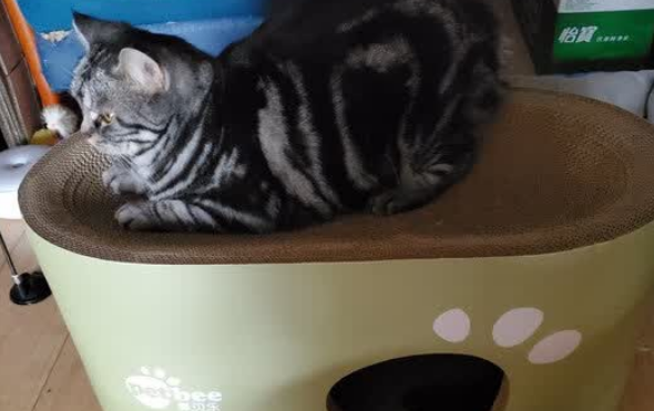 佩贝乐一体式猫抓板：让猫咪玩得尽兴，睡得安心