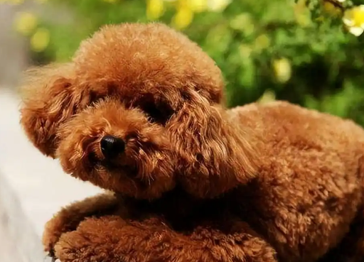 养一只泰迪犬，牢记“7件事”，一生受益无穷