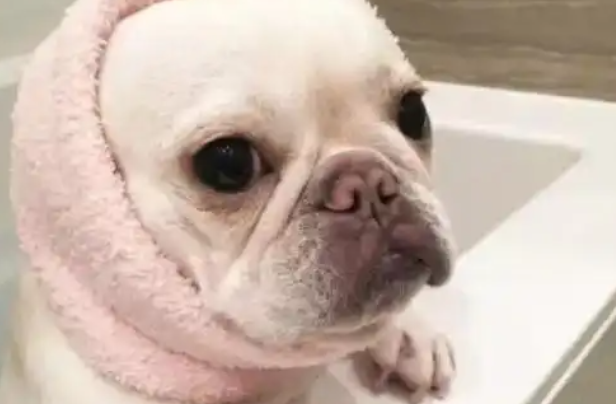 揭秘法国斗牛犬的独特魅力，速来了解