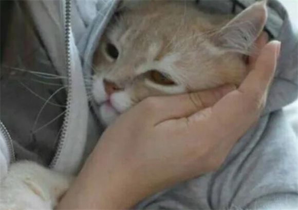 猫猫绝育伤口发炎怎么办