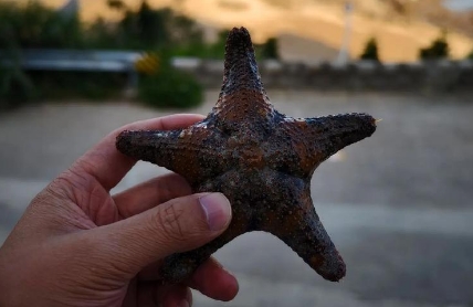 海星怎么走路的
