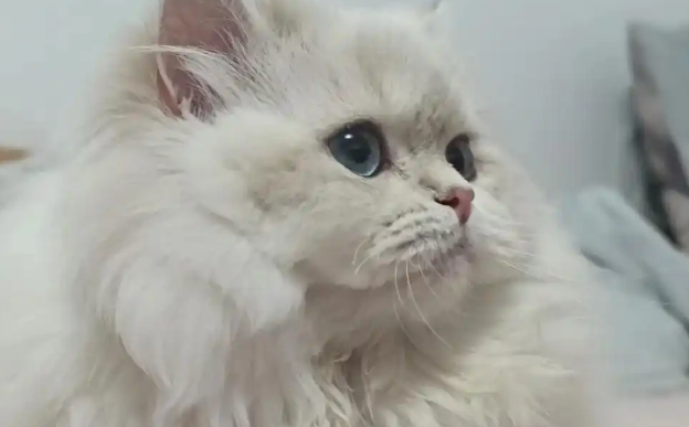 猫毛变白是怎么回事 猫毛变白是怎么回事