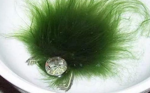 绿毛龟:水中的独特精灵,集动物与植物之美于一身 绿毛龟:水中的独特精灵,集动物与植物之美于一身