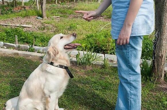 狗狗总扑陌生人,怎样纠正这个习惯 狗狗总扑陌生人,怎样纠正这个习惯