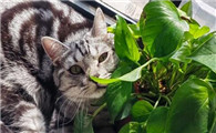猫吃绿萝会不会中毒呢