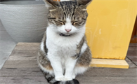 猫的肾脏有炎症怎么治疗