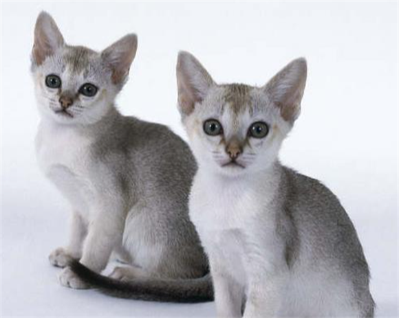 猫体型小的品种有哪些