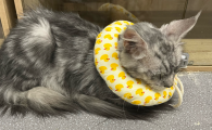 猫咪眼球上有透明异物