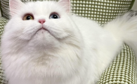 猫咪趾间炎怎么治疗