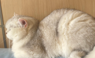 猫被车撞后内伤症状有哪些出现