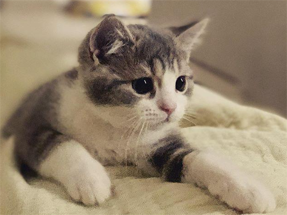 猫咪行为异常是为什么呢