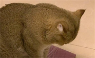 猫体重下降多少是正常的