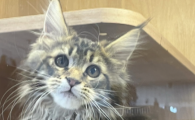 猫咪发抖是为什么