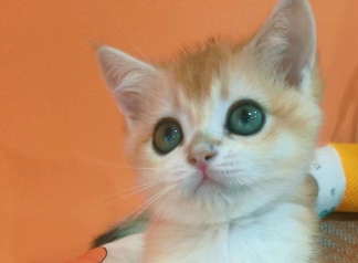 从“看家护院”到“情感寄托”，宠物经济发展迅速？