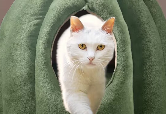 探福猫窝多久换一个 探福猫窝多久换一个