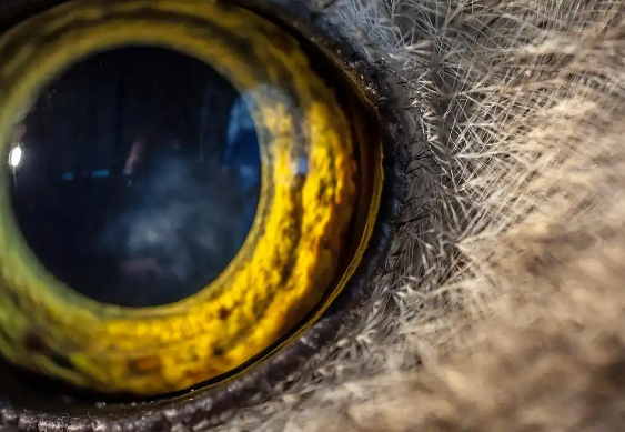 异宠热潮：是年轻人的个性狂欢，还是生态与责任的双重考验？