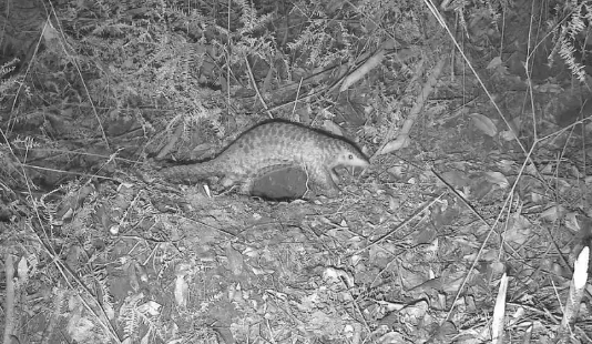 广东流溪河国家森林公园首次记录中华穿山甲 广东流溪河国家森林公园首次记录中华穿山甲