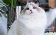 不绝育的猫咪会有哪些健康问题