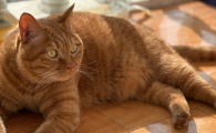 猫咪吃米饭可以么