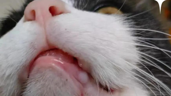 猫牙龈炎如何治疗
