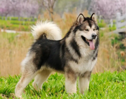 阿拉斯加雪橇犬饲养指南：优缺点与真实体验分享