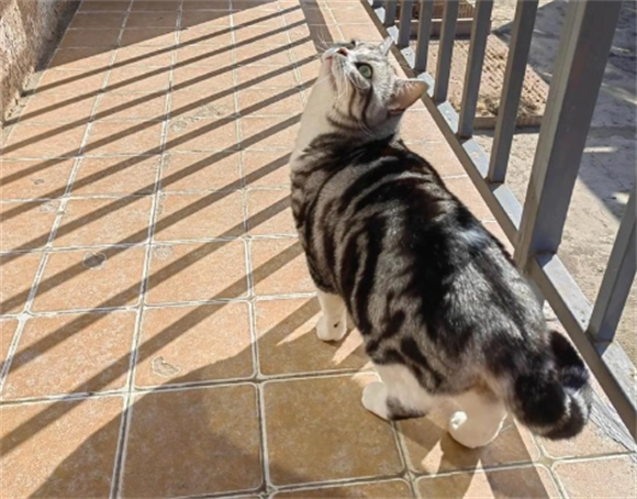 宠物猫生病了临死前表现