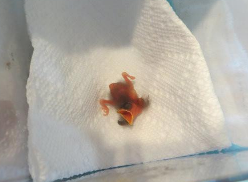 鸟宝宝意外摔在地上回不了巢,幸好遇到好心人 鸟宝宝意外摔在地上回不了巢,幸好遇到好心人