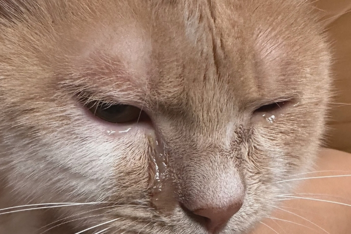 猫咪眼睛流泪用什么眼药水 猫咪眼睛流泪用什么眼药水
