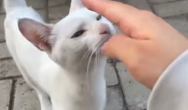 猫咪正跟女子互动呢,突然冲向二哈并给了它一个抱摔 猫咪正跟女子互动呢,突然冲向二哈并给了它一个抱摔