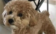 狗狗肾脏出问题的表现
