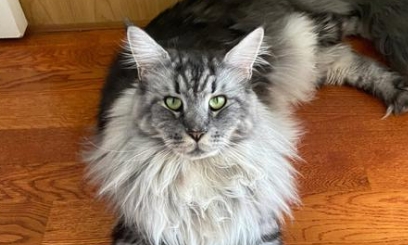 红霉素软膏治猫咪黑下巴吗