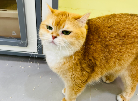 猫的舌头有什么作用